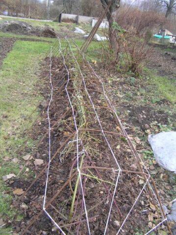 Pruning raspberries in autumn and spring for beginners