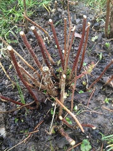 Pruning raspberries in the fall for beginners 