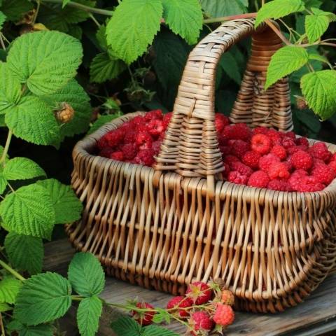 Pruning raspberries in the fall for beginners 