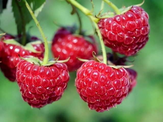 Pruning raspberries in the fall for beginners 