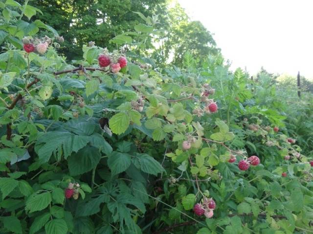 Pruning raspberries in the fall for beginners 