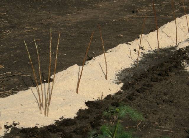 Pruning raspberries in the fall for beginners 