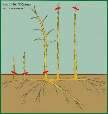 Pruning raspberries in the fall for beginners 