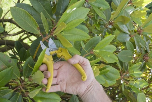 Pruning rhododendrons after flowering