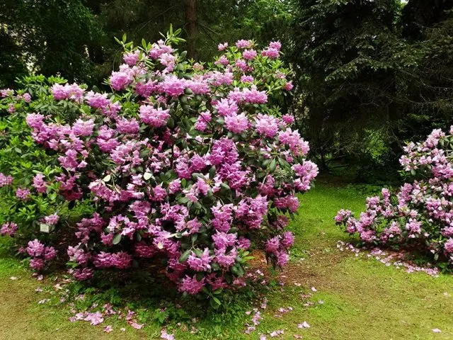 Pruning rhododendrons after flowering