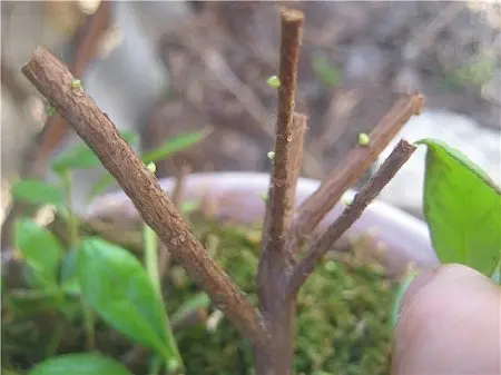 Pruning rhododendrons after flowering