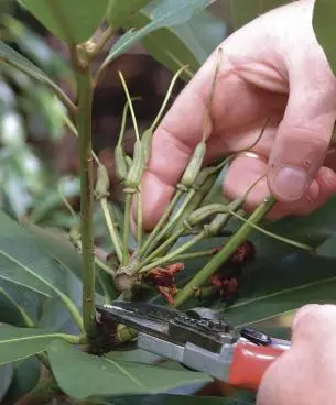 Pruning rhododendrons after flowering