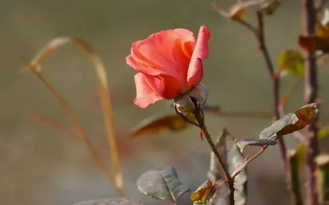 Pruning roses for the winter in the suburbs 