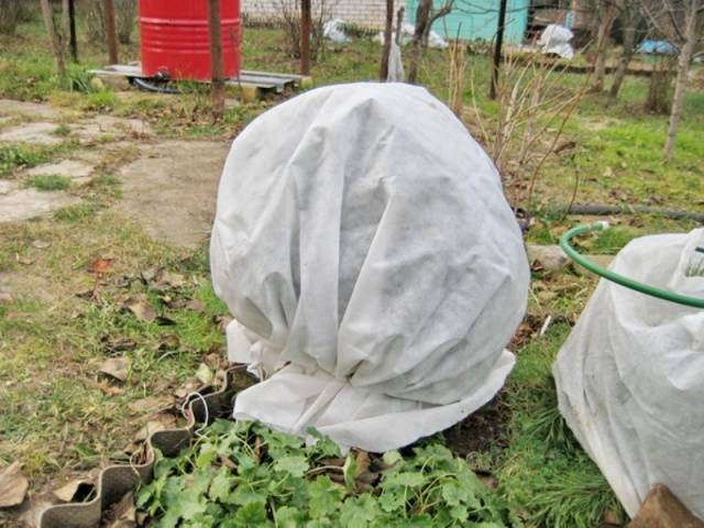 Pruning roses for the winter in the suburbs 