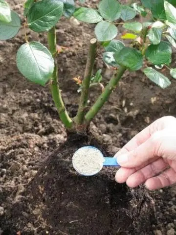 Pruning roses for the winter in the suburbs 