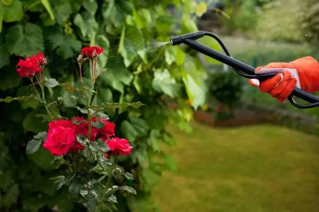 Pruning roses for the winter in the suburbs 