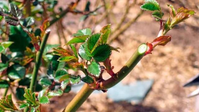 Pruning roses for the winter in the suburbs 