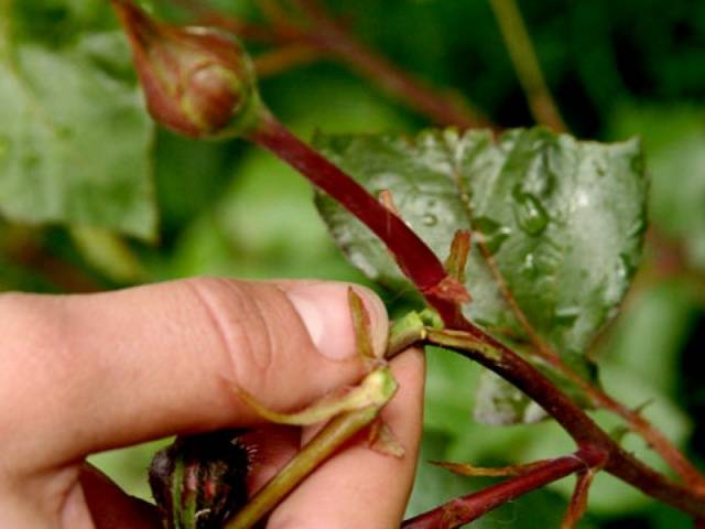 Pruning roses for the winter in the suburbs 