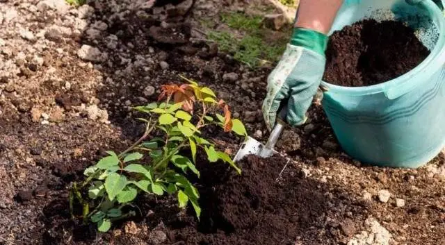 Pruning roses for the winter in the suburbs 