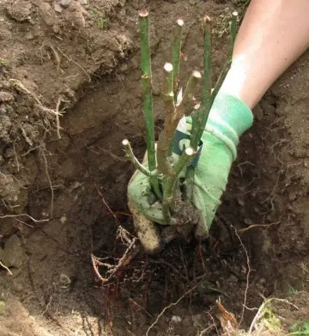 Pruning roses for the winter in the suburbs 