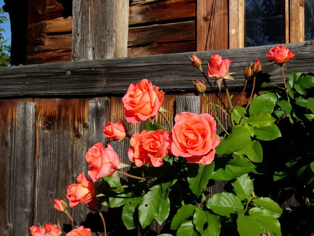 Pruning roses for the winter in the suburbs 