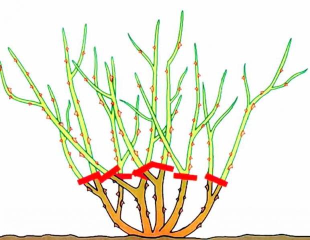 Pruning Roses in the Fall for Beginners