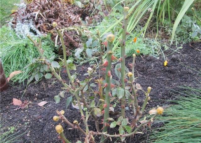 Pruning Roses in the Fall for Beginners