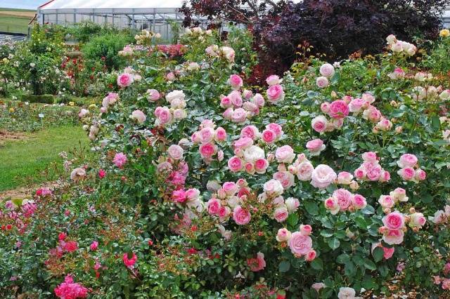 Pruning Roses in the Fall for Beginners