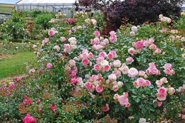 Pruning Roses in the Fall for Beginners