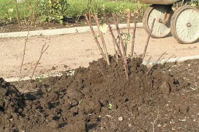 Pruning Roses in the Fall for Beginners