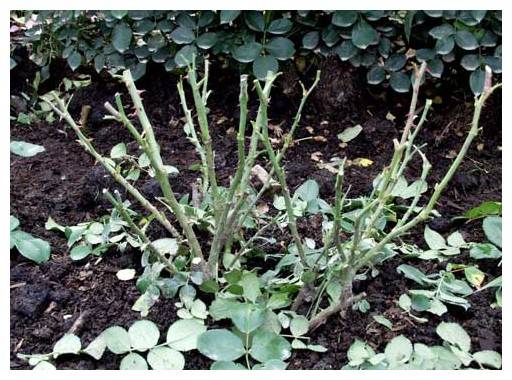 Pruning Roses in the Fall for Beginners