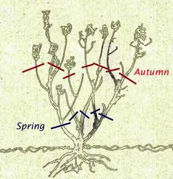 Pruning Roses in the Fall for Beginners