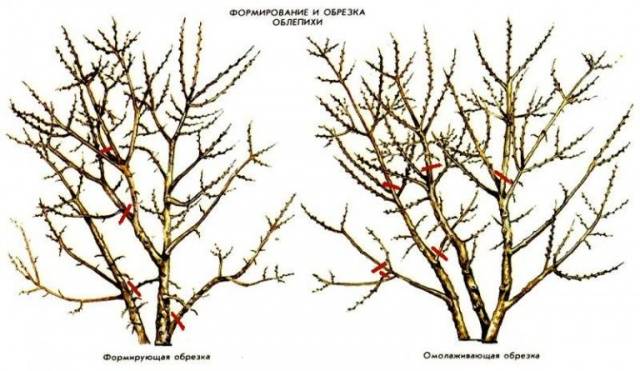 Pruning sea buckthorn in spring