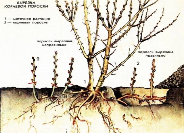 Pruning sea buckthorn in spring