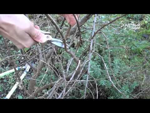 Pruning sea buckthorn in spring