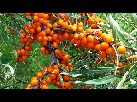 Pruning sea buckthorn in spring