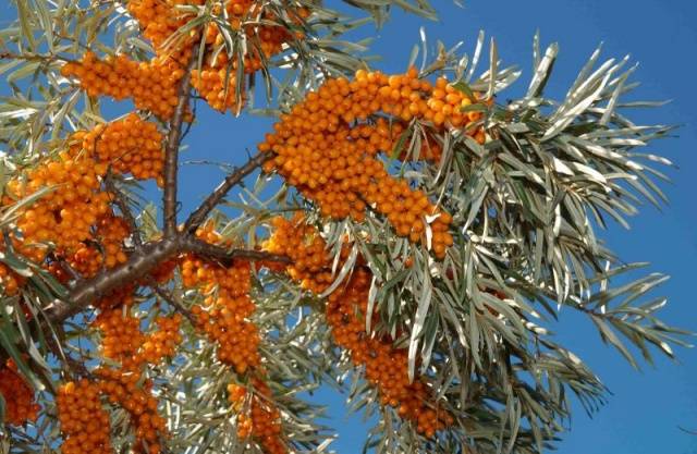 Pruning sea buckthorn in spring