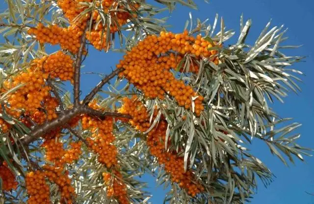 Pruning sea buckthorn in spring