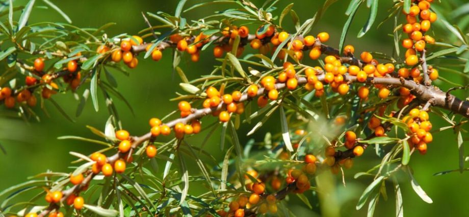 Pruning sea buckthorn in spring