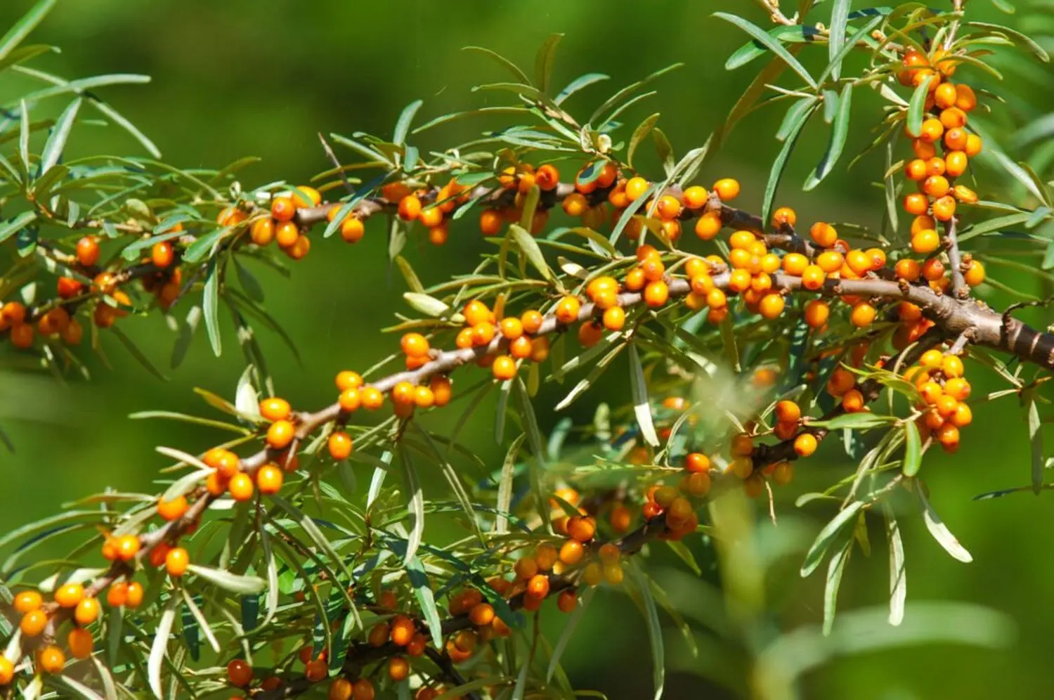 Pruning sea buckthorn in spring