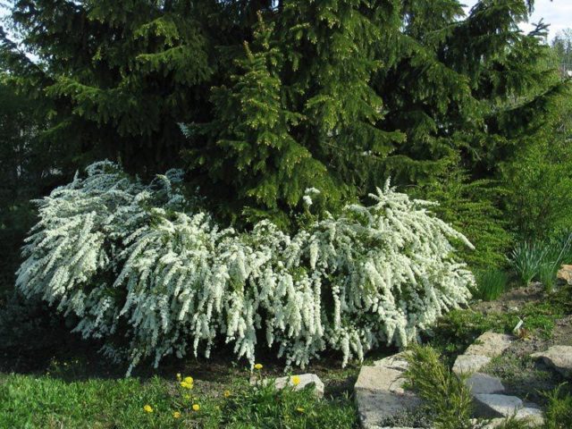 Pruning spirea in spring