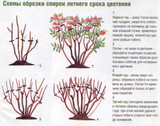 Pruning spirea in spring