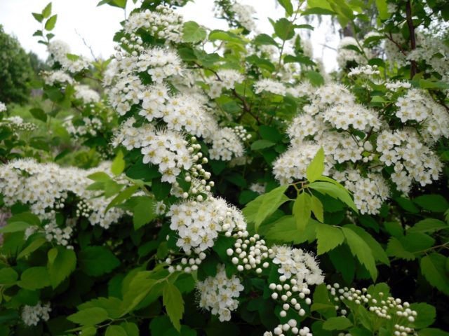 Pruning spirea in spring