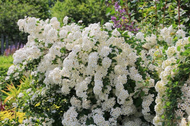 Pruning spirea in spring