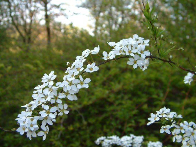 Pruning spirea in spring