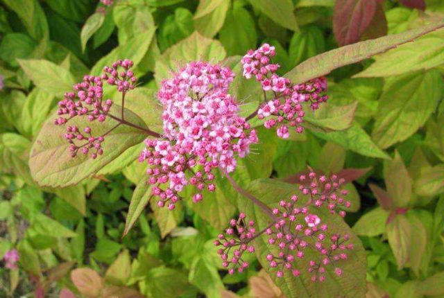 Pruning spirea in spring