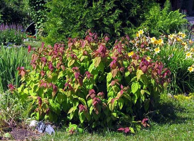 Pruning spirea in spring