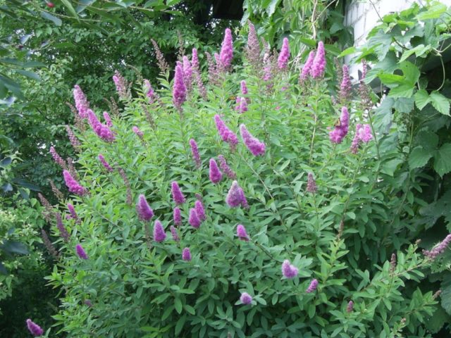 Pruning spirea in spring