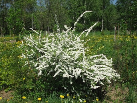 Pruning spirea in spring