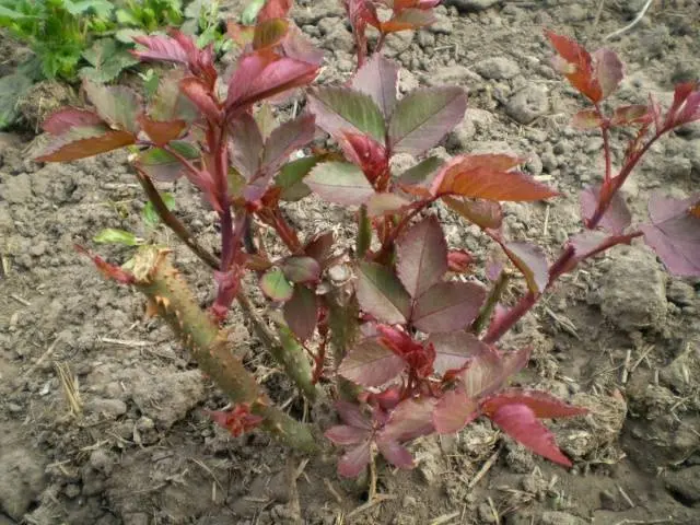 Pruning spray roses in spring