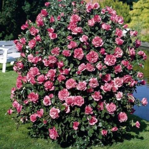 Pruning spray roses in spring