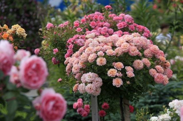 Pruning spray roses in spring