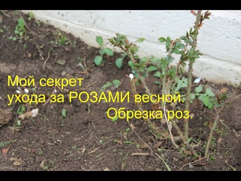 Pruning spray roses in spring