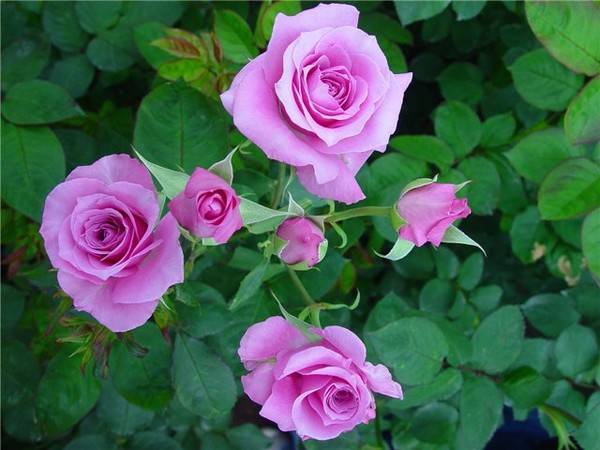 Pruning spray roses in spring