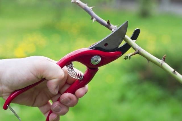 Pruning spray roses in spring